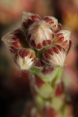 Sempervivum rosa 02.JPG