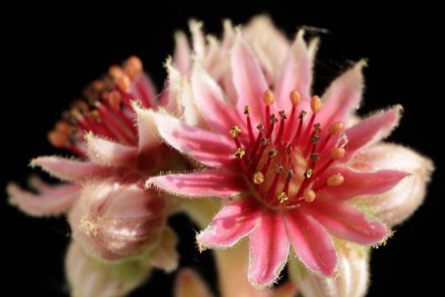 Sempervivum rosa 03.JPG