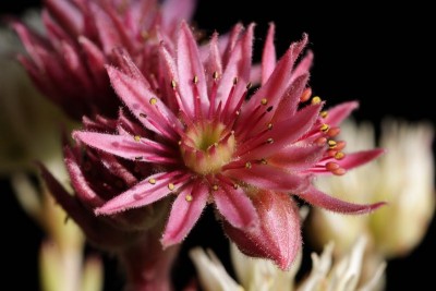 Sempervivum rot 01.JPG