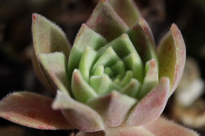 Sedum sempervivoides 01.JPG