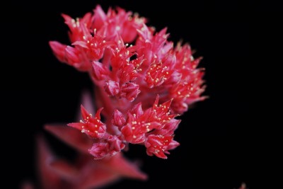 Sedum sempervivoides 02.JPG