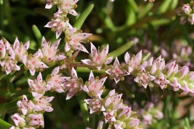 Sedum pulchellum 09.JPG