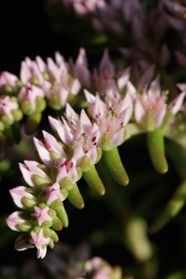 Sedum pulchellum 06.JPG