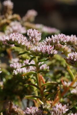 Sedum pulchellum 02.JPG