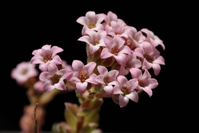 Sedum pilosum 02.JPG