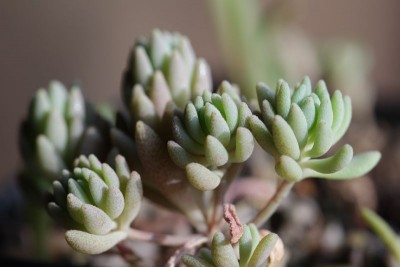 Sedum hispanicum 02.JPG