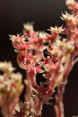 Sedum hispanicum 07.JPG