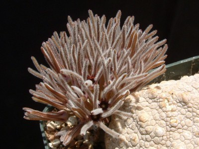 Pseudolithos cubiformis