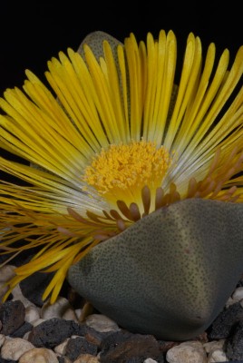 Pleiospilos compactus ssp. canus 02.jpg