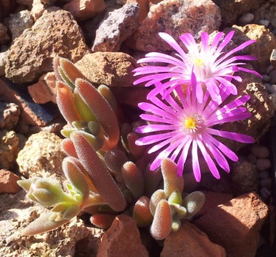 Delosperma hispida