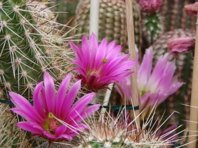 E. llanuraensis San Carlos, Son., Mex.0.JPG