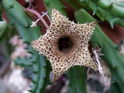 Ebenfalls Stapelia spec. ohne jeden weiteren Kommentar.