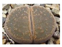 120 Lithops lesliei cv Mutante.PNG