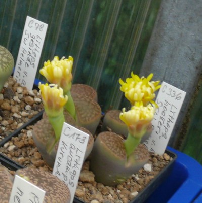 117 P1110645 Lithops hookerii C 336.jpg