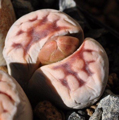 Lithops,Mammill 074.JPG