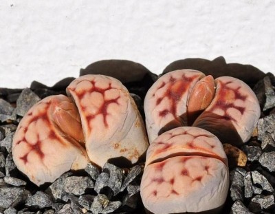 Lithops,Mammill 001.JPG