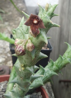 Caralluma hesperidum