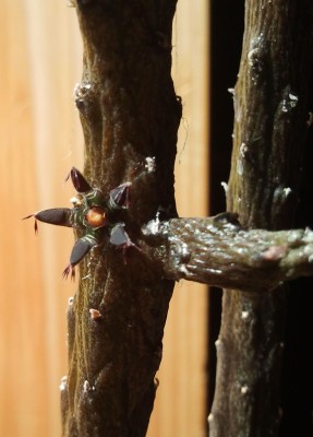 Rhytidocaulon macrolobum ssp. macrolobum