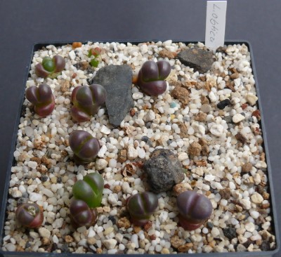 128 P1110632 Lithops optica rubra, S. 2012,.jpg