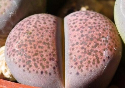 lithops6.JPG