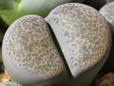 lithops2.JPG