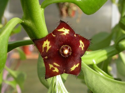 Caralluma frerei