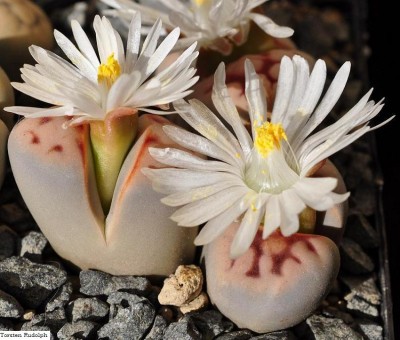 Lithops (6).JPG