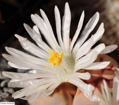 Lithops (4).JPG