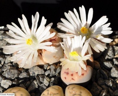 Lithops.JPG