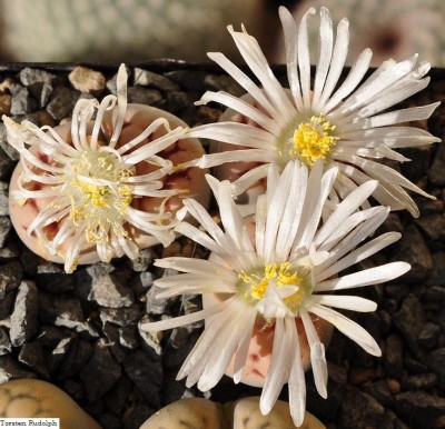 22.Oktober  lithops.JPG