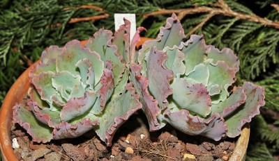 Echeveria ´Blue Waves´ 2009-141 (2a).jpg