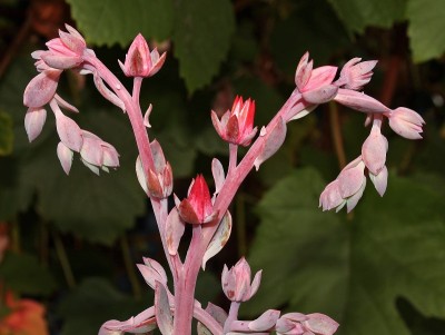 Echeveria ´Blue Waves´ 2009-141 (4a).jpg