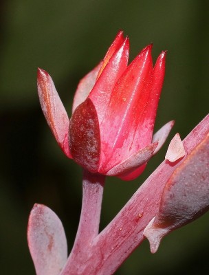 Echeveria ´Blue Waves´ 2009-141 (3a).jpg