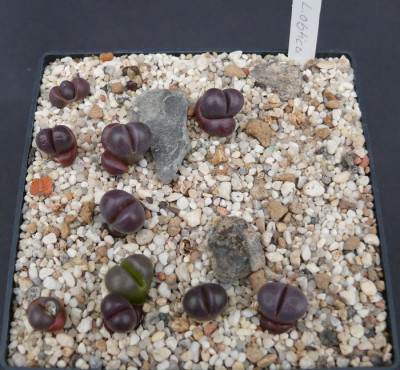 137 P1110935 Lithops optica cv. rubra.jpg