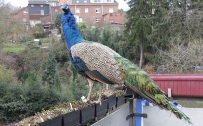 Pfau auf Winterharten.JPG