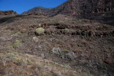 E. canariensis 04 Veneguera.JPG