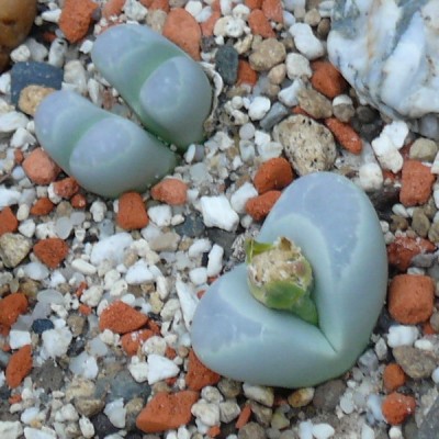 140 P1120003  Lithops optica am 2.1.14.jpg