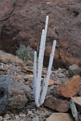 Ceropegia fusca 01.jpg