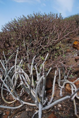 Ceropegia fusca 04.JPG