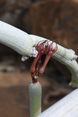 Ceropegia fusca 07.JPG