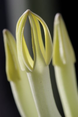 Ceropegia dichotoma 140112 02.JPG