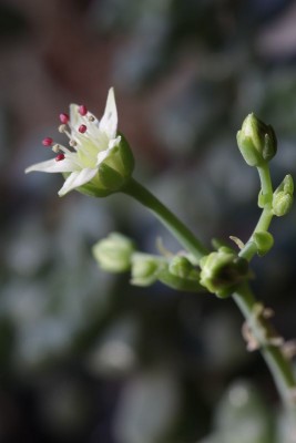 Graptopetalum mendozae 140112 02.JPG