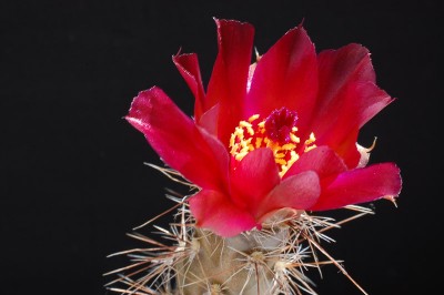 Pterocactus valentinii HPT780 2013 Juli20-6.jpg