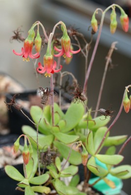 Cotyledon eliseae