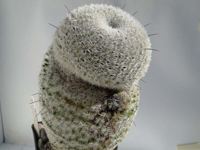 Krankheit Mammillaria huizilopochtli 2013 September19-2.jpg