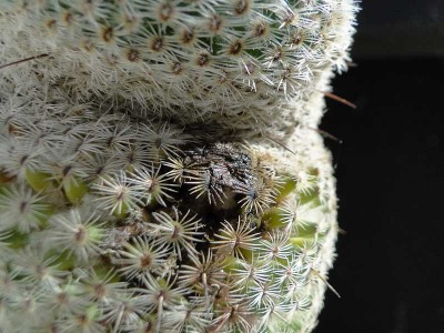 Krankheit Mammillaria huizilopochtli 2013 September19-1.jpg