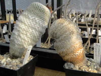 Krankheit Mammillaria huizilopochtli 2014 Februar28.jpg