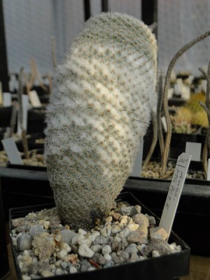 Krankheit Mammillaria huizilopochtli 2014 Februar28-2.jpg