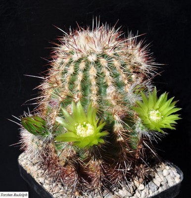 Echinocereus milleri HK 370