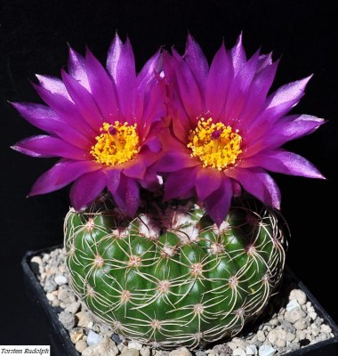 Notocactus uebelmannianus